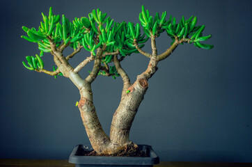 Succulent plant called Crassula ovata Gollum, commonly known as jade plant, lucky plant, money plant or money tree