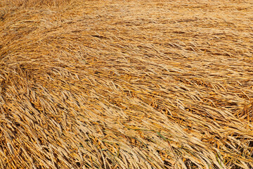 Regenerative agriculture. Rye crop field. Harvest on the farm. Yellow golden summer landscape.