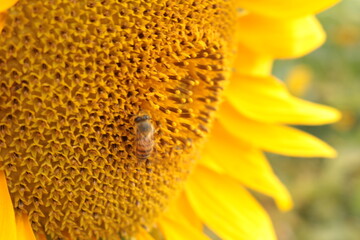 sunflower close up bee