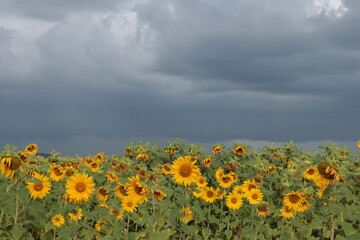 field of sunflowers and cloud sky