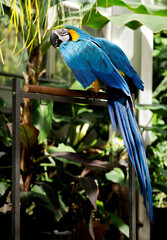 Parrot on Perch in a Greenhouse