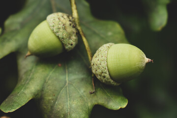 Acorns on a leaf of oak tree