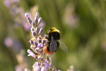 Bumblebee on a lavender flower detail