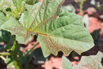 green leaf with drops of red pesticide