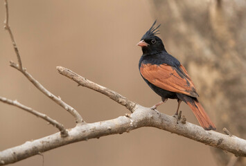 Crested bunting perched on tree, Ranthambore Tiger Reserve, India