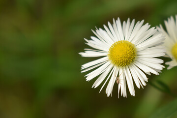 Obraz premium Little spider walking on a daisy