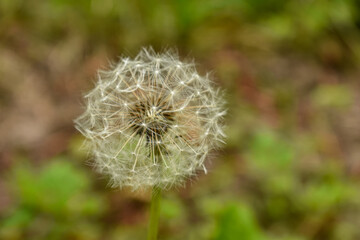 Dandelion blowball fluff in the nature