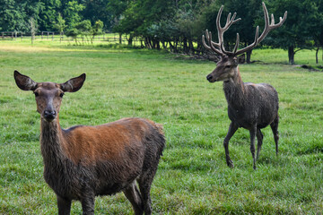 Two deers in the game reserve