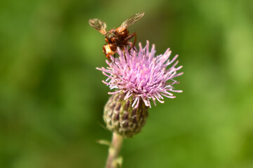 Fly sitting on a carduus