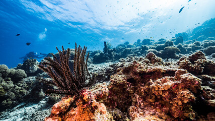 Seascape in turquoise water of coral reef in Caribbean Sea / Curacao with Crinoid, fish, coral and sponge
