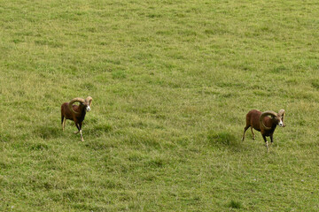 Two moufflons in the nature