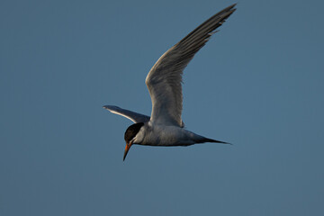 Forster's tern about to dive into the San Francisco Bay