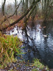 stream in the forest
