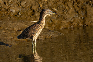 Very young black-crowned night heron in beautiful light , seen in the wild in North California