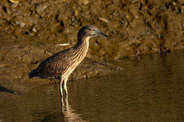 Obraz na płótnie Canvas Very young black-crowned night heron in beautiful light , seen in the wild in North California