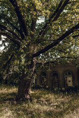 Abandoned manor in an old forest. Broken horses through dry tree branches.
