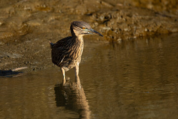 Very young black-crowned night heron in beautiful light , seen in the wild in North California