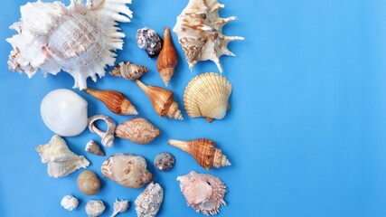 seashells