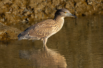 Very young black-crowned night heron in beautiful light , seen in the wild in North California