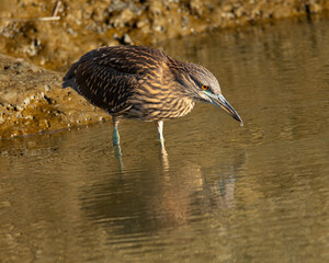 Very young black-crowned night heron in beautiful light , seen in the wild in North California