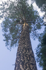 Fototapeta premium a tall pine tree soared into the sky. bottom view