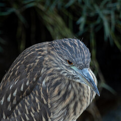 Close up on the feather pattern on a very young black-crowned night heron , seen in the wild in North California