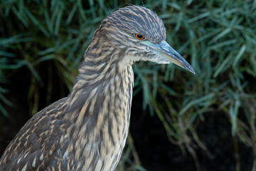 Close up on the feather pattern on a very young black-crowned night heron , seen in the wild in North California