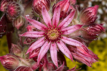 Naklejka na ściany i meble Flowering Cobweb Houseleek (Sempervivum spec.)