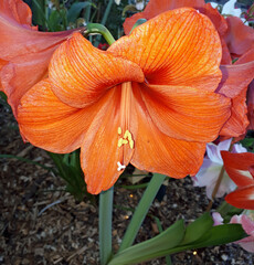 Amaryllis Blüte 