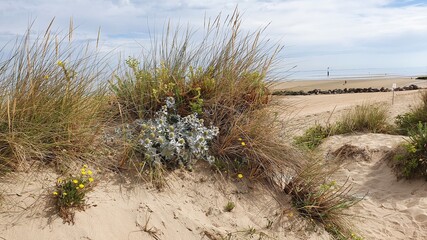 dunes in the desert