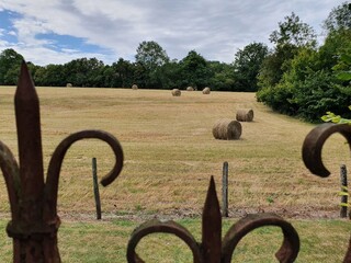 a field of hay