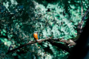 red headed bee eater