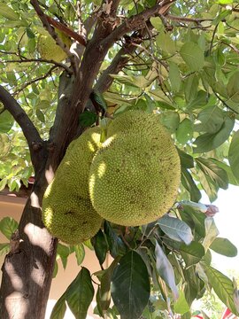 Durian dans un arbre &agrave; Chiang Mai, Tha&iuml;lande	