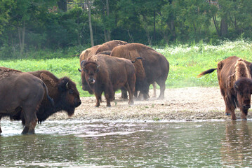 Fototapeta na wymiar American Bison AKA Buffalo
