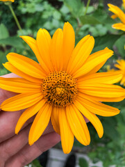 yellow flower on a green background