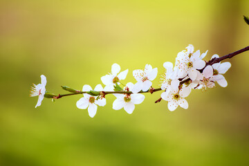 Plum spring flowers