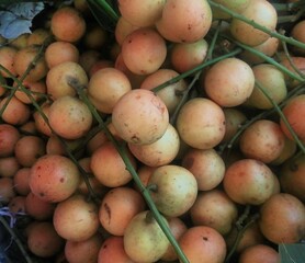 Asian Raw Longan Fruit of Bangladesh Fruits Market