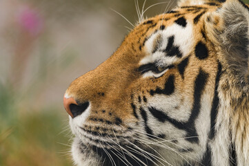 Seitliche Nahaufnahme Tiger mit offenem Auge