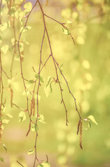 Spring birch branches