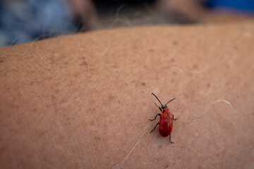  red beetle crawls over a human arm