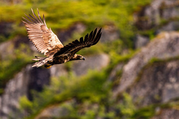 Obraz premium Fliegender Seeadler vor grasbedeckter Felswand