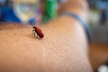  red beetle crawls over a human arm