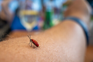  red beetle crawls over a human arm