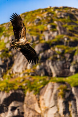 Seeadler am Himmel von unten