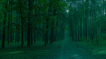 Fototapeta premium sunrise in pine tree fоrest