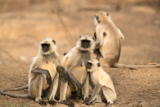 Gray Langur family, Ranthambore National Park