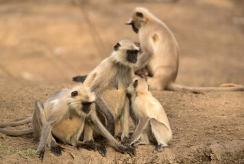 Gray Langur family, Ranthambore National Park