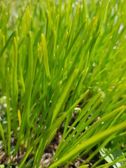 grass with dew drops