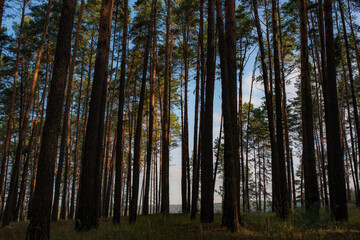Obraz premium wschód słońca w lesie sosnowym