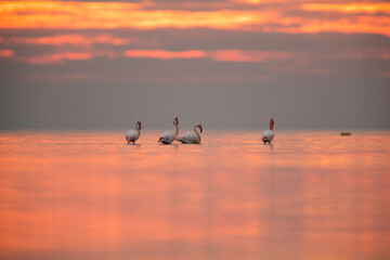 Greater Flamingos in the morning hours, Asker coast, Bahrain